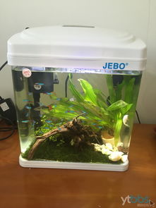 桌面上的微觀海洋 小型迷你LOED生態(tài)創(chuàng)意魚(yú)缸選購(gòu)與造景指南