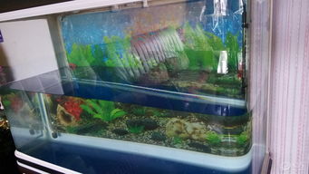 水族箱換水 維持生態(tài)平衡與魚(yú)類(lèi)健康的關(guān)鍵步驟
