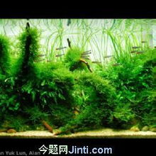 北京寵物天地 水族箱清洗與維護(hù)全攻略