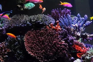 絕了！這半島布局海缸真是美絕了 打造夢(mèng)幻水族箱的藝術(shù)指南